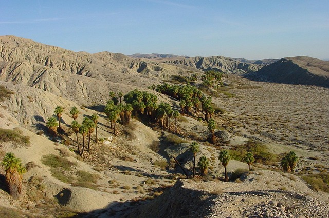 Coachella's Enduring Cultural Footprint