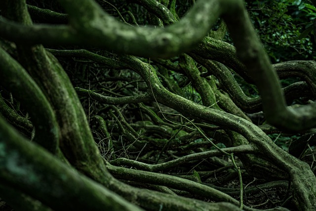 Amateur Roots and Early Promise